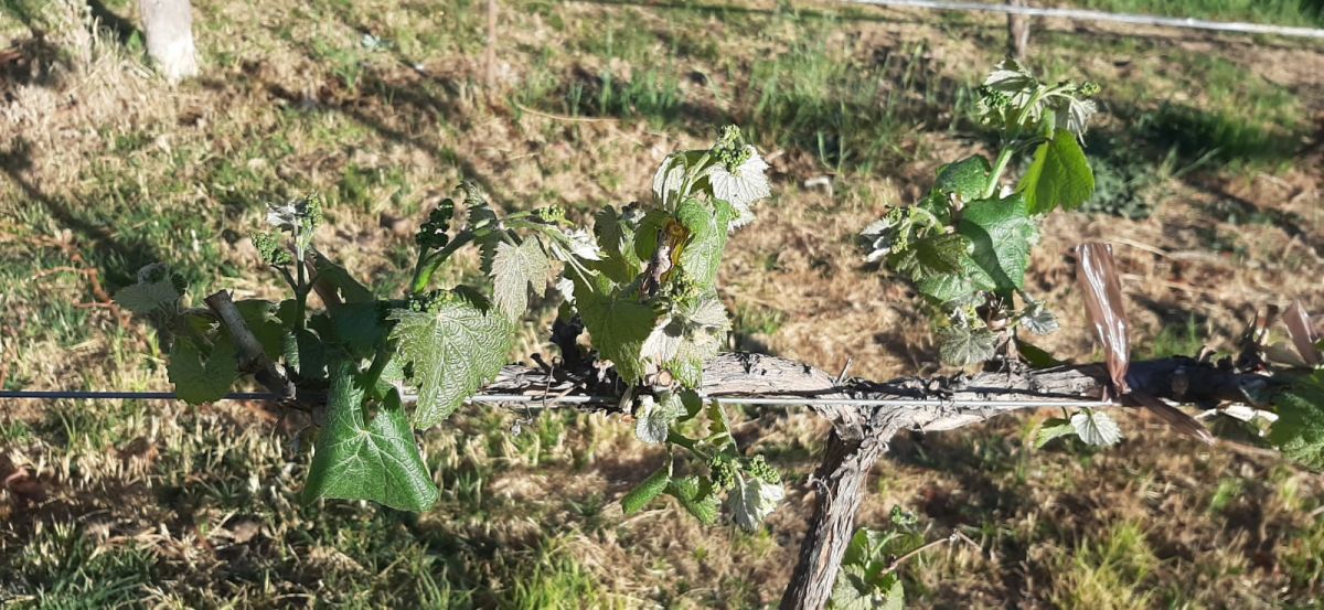 Viñedo afectado. 