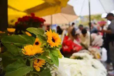 De Floricienta a la peatonal tucumana: cómo cambió la tradición de regalar flores amarillas en septiembre