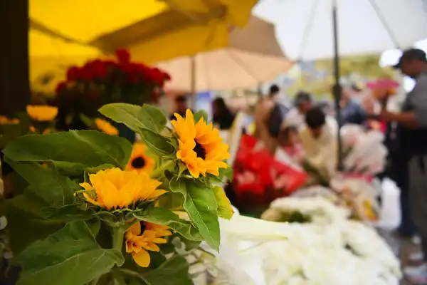De Floricienta a la peatonal tucumana: cómo cambió la tradición de regalar flores amarillas en septiembre