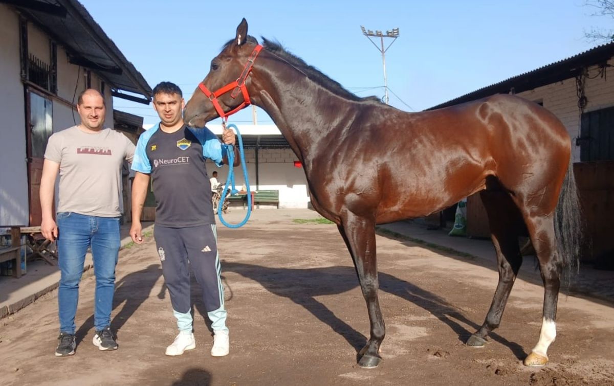 EN GRAN FORMA. El caballo Thor Medina arribó al hipódromo tucumano para participar en el Gran Premio.