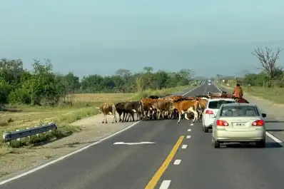 Animales sueltos en las rutas de Tucumán: un peligro que acecha a los conductores en la nueva ruta 38