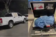 Indignación en Córdoba: viajaron para salvar a Koda, un oso con cáncer, y les robaron todo el equipamiento médico