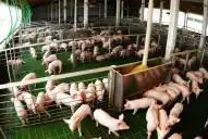 La producción de carne de cerdo creció 12,4% y alcanzó un récord de consumo
