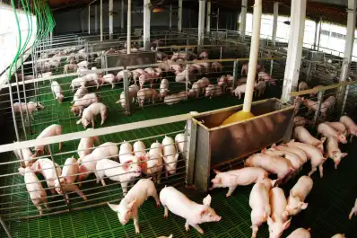 La producción de carne de cerdo creció 12,4% y alcanzó un récord de consumo