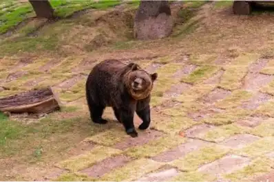 Indignación en Córdoba: viajaron para salvar a Koda, un oso con cáncer, y les robaron todo el equipamiento médico