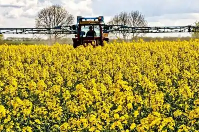 Colza: ratifican la importancia de afinar la fertilización para maximizar la productividad