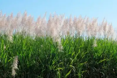 Un experto alertó sobre el efecto negativo de las cañas florecidas en una zafra tardía