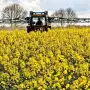 Colza: ratifican la importancia de afinar la fertilización para maximizar la productividad