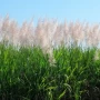 Un experto alertó sobre el efecto negativo de las cañas florecidas en una zafra tardía