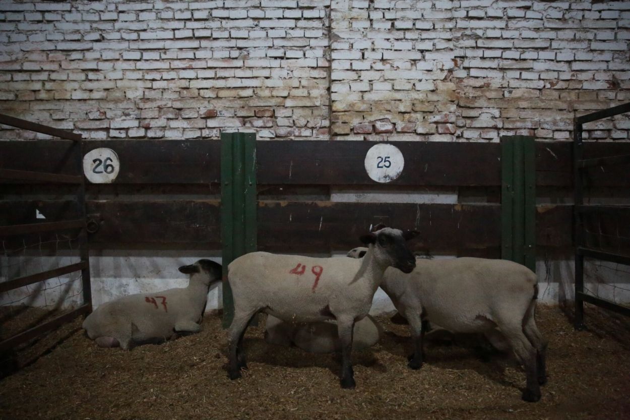 INOCENCIA. La Expo es una opción ideal para una atractiva salida en familia.