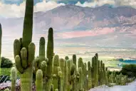 Ofrecen alojamiento gratis en Cafayate a cambio de trabajar 25 horas semanales en un hostel: cuáles son los requisitos