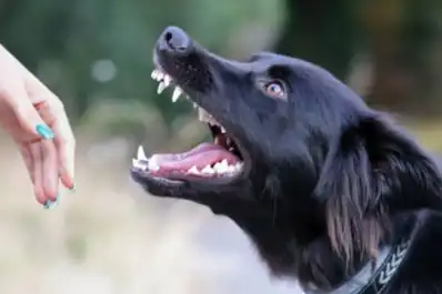 Mordedura de un animal doméstico: qué hacer de inmediato y por qué no hay que esperar síntomas