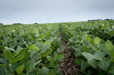 Según Agricultura, la molienda de soja alcanzó en agosto su mayor nivel de las últimas 10 campañas