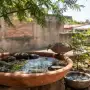 Cómo dar agua a los animales urbanos en verano sin poner en riesgo a los vecinos