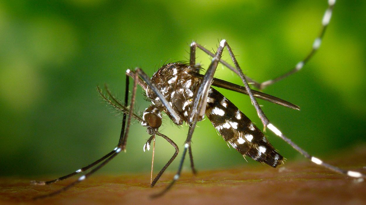 Más lluvias en Tucumán, más mosquitos: una combinación que preocupa