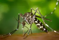 Más lluvias en Tucumán, más mosquitos: una combinación que preocupa