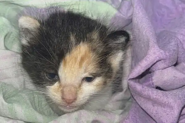 El caso de los gatitos atacados en Tafí Viejo llegó a la Justicia: qué denunció una ONG