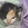 El caso de los gatitos atacados en Tafí Viejo llegó a la Justicia: qué denunció una ONG