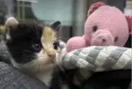 “Está animada”: se recupera Vida, la gatita que fue baleada y que ahora busca una familia