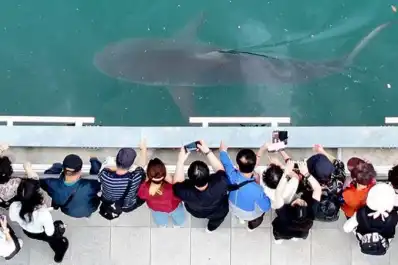Cómo un tiburón de 3,5 metros impulsó el turismo y las ventas en una ciudad de Corea del Sur