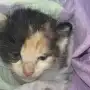 La gatita Vida recibió el alta tras el ataque a balinazos en Tafí Viejo y ahora se recupera en tránsito