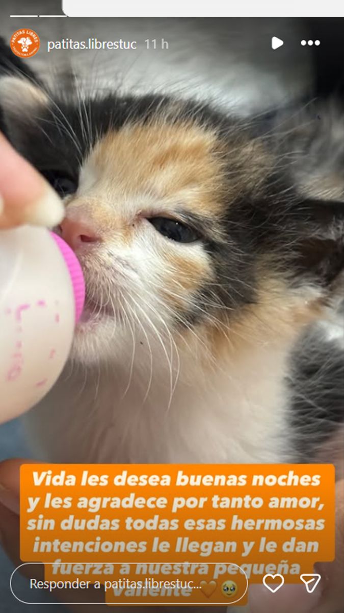 “Está animada”: se recupera Vida, la gatita que fue baleada y que ahora busca una familia
