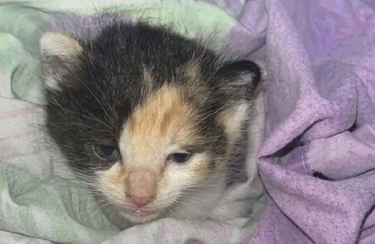 BALÍN. El veterinario explicó por qué no conviene extraer el proyectil.