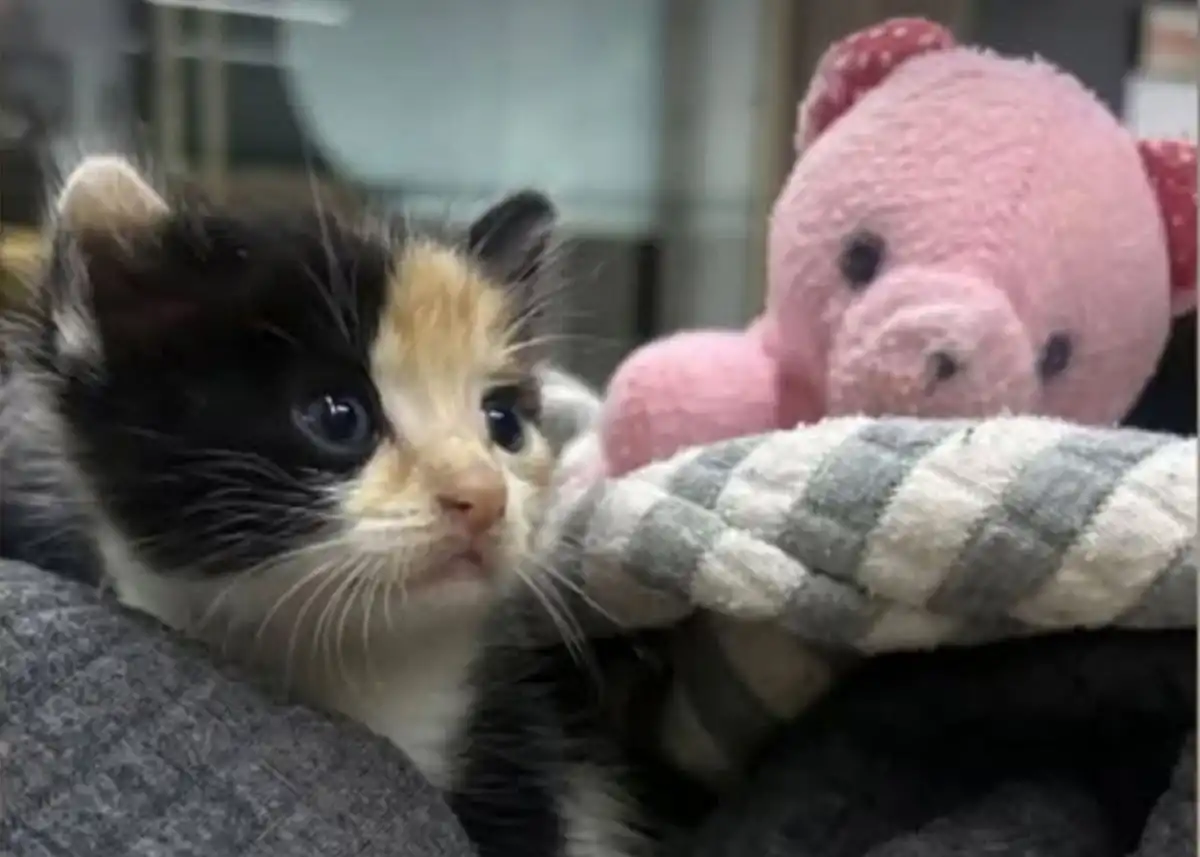 Honró su nombre: la gatita Vida sobrevivió y busca familia