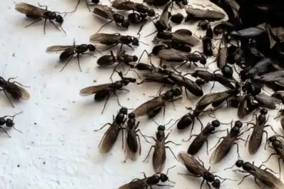 ¿Invasión en Tucumán? Por qué aparecen cientos de hormigas voladoras