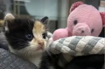 Honró su nombre: la gatita Vida sobrevivió y busca familia