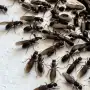 ¿Invasión en Tucumán? Por qué aparecen cientos de hormigas voladoras