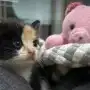 Honró su nombre: la gatita Vida sobrevivió y busca familia