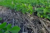 Rotación: el seguro del campo tucumano