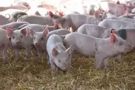 Sector porcino: la carne de cerdo crece en producción y en consumo interno