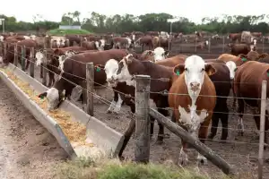 La Argentina y Japón acuerdan requisitos para la exportación de carne bovina al país nipón