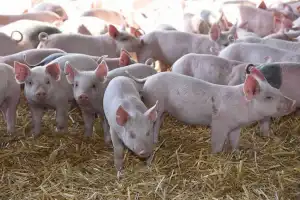 Sector porcino: la carne de cerdo crece en producción y en consumo interno