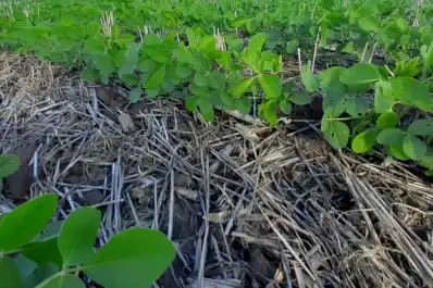 Rotación: el seguro del campo tucumano
