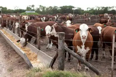 La Argentina y Japón acuerdan requisitos para la exportación de carne bovina al país nipón