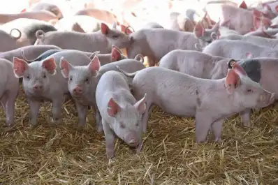 Sector porcino: la carne de cerdo crece en producción y en consumo interno