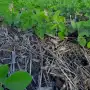 Rotación: el seguro del campo tucumano