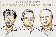Nobel de Medicina 2026 para los creadores de la optogenética: el interruptor de luz que permite manipular neuronas