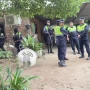 Femicidio en Graneros: una mujer fue hallada muerta y detuvieron a su pareja