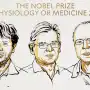 Nobel de Medicina 2026 para los creadores de la optogenética: el interruptor de luz que permite manipular neuronas