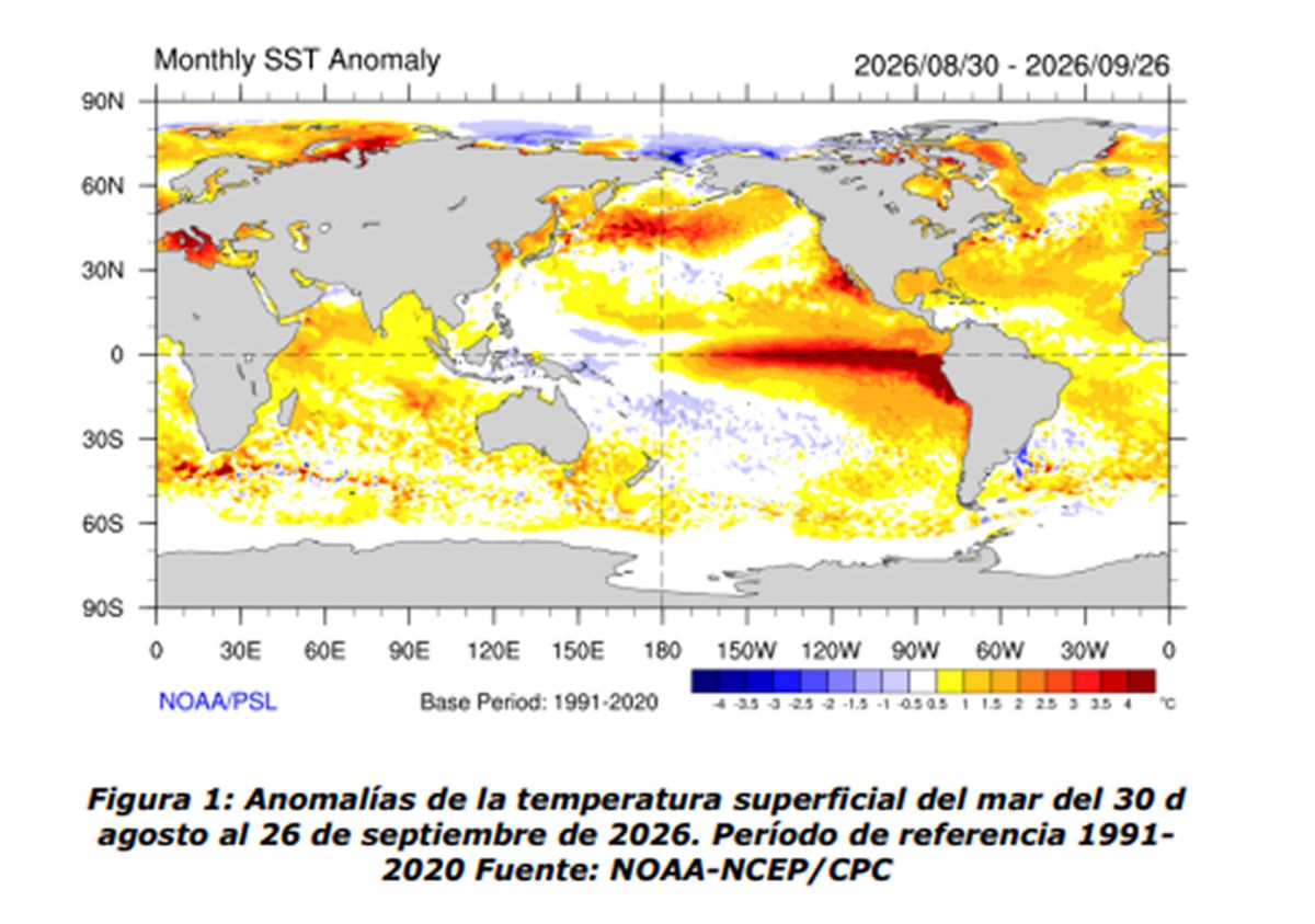 Durante el mes de septiembre, la temperatura del agua del mar en el océano Pacífico ecuatorial fue superior a los valores normales (Figura 1) al este de la línea de fecha. Se observó una intensificación de las anomalías cálidas entre 120°O y la costa sudamericana, quedando esa región con anomalías superiores a +3.5°C. (Imagen: SMN)