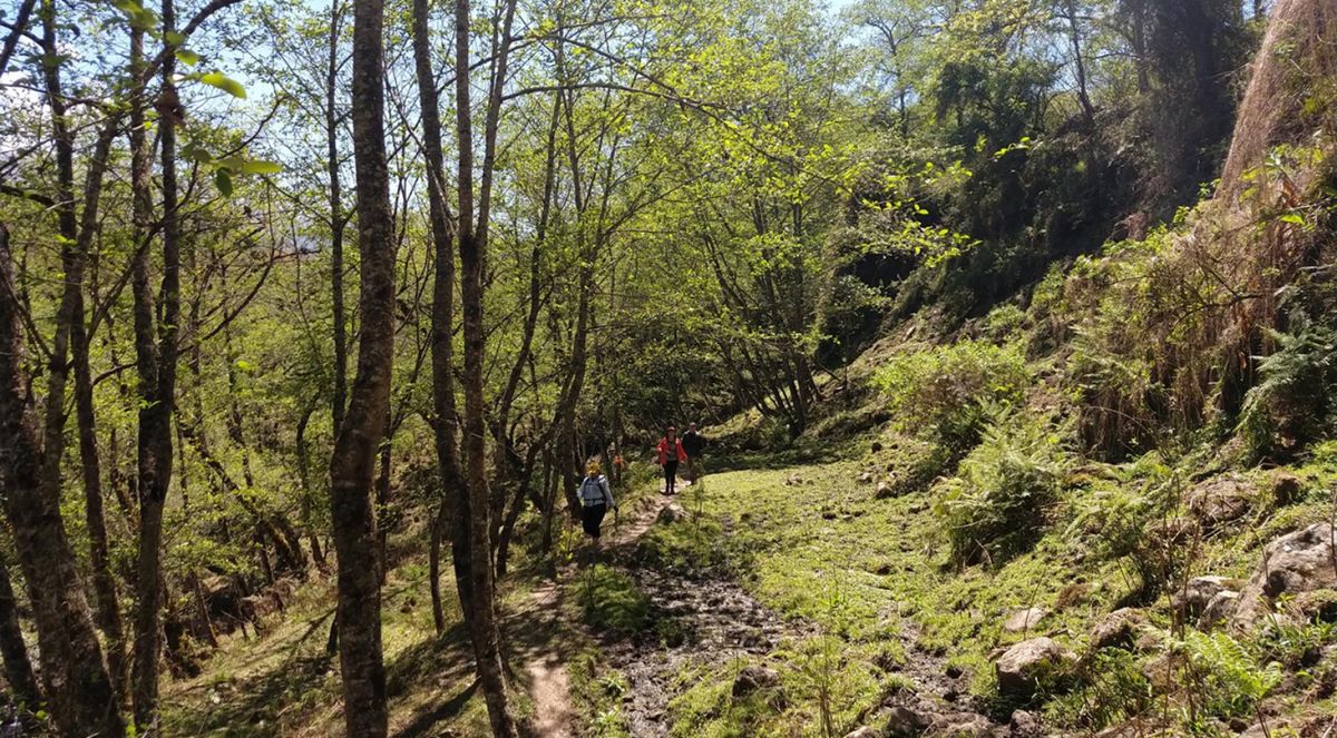 Parte del bosque de la Yunga en la Quebrada del Portugués. 