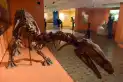 Video: los tesoros y secretos que guarda Tucumán en el Museo Miguel Lillo
