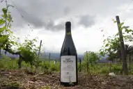 Entre toros de élite y una casona neocolonial, una loma inútil de Choromoro dio origen a un vino que no tiene precio