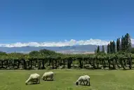 Cuatro medallas para el vino tucumano en la vigésima edición de Evinor