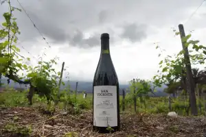 Entre toros de élite y una casona neocolonial, una loma inútil de Choromoro dio origen a un vino que no tiene precio