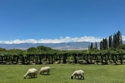 Cuatro medallas para el vino tucumano en la vigésima edición de Evinor